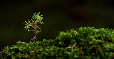 how to grow a business