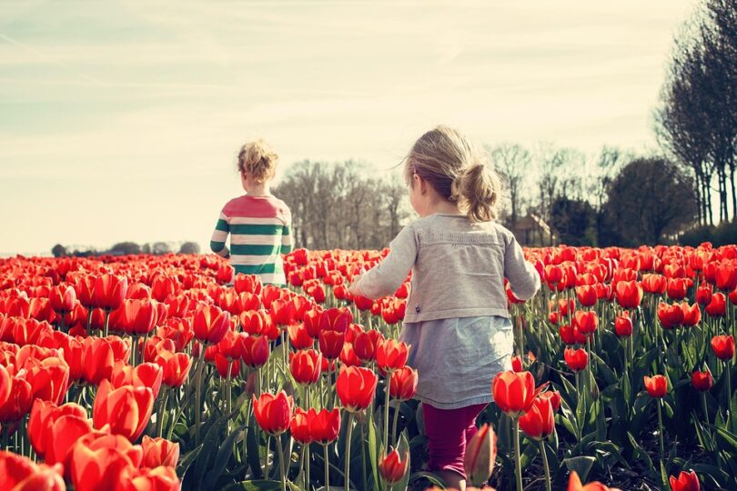 tulip fields holland