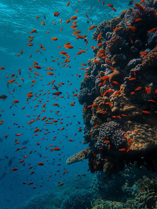 scuba diving