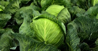 cabbage recipes