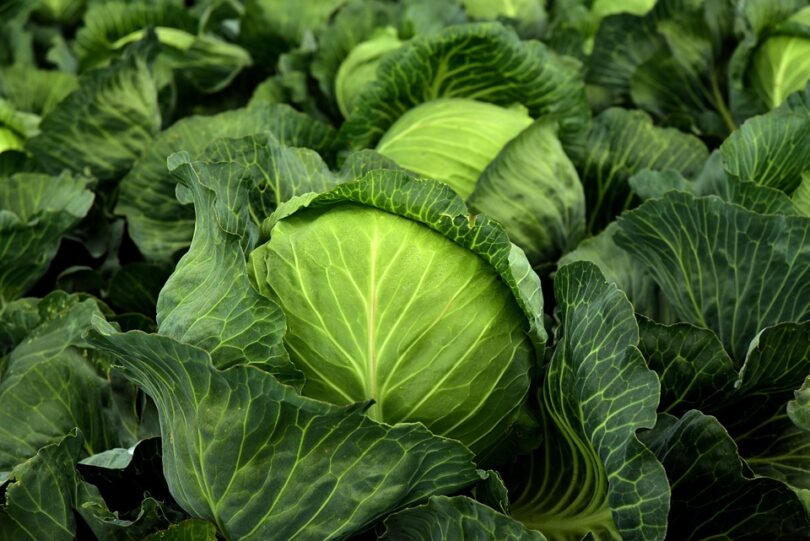 cabbage recipes