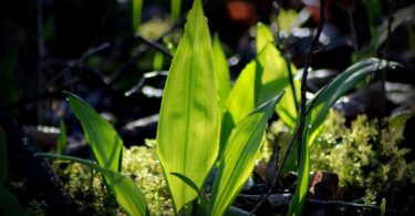 spring recipes