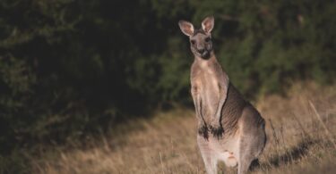 australia wildlife tours