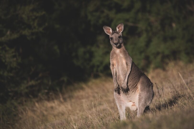 australia wildlife tours