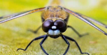 brunch spots melbourne