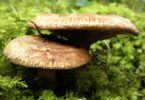 mushroom recipes