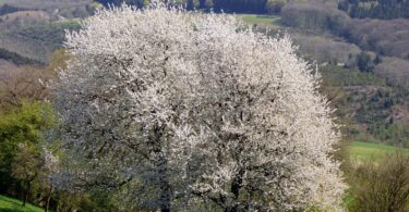 business in Luxembourg