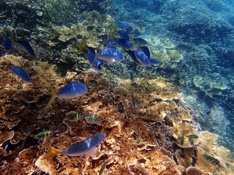 great barrier reef tours