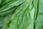 spinach recipes