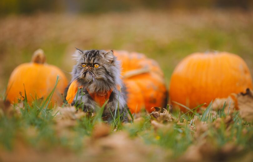 seasonal fashion