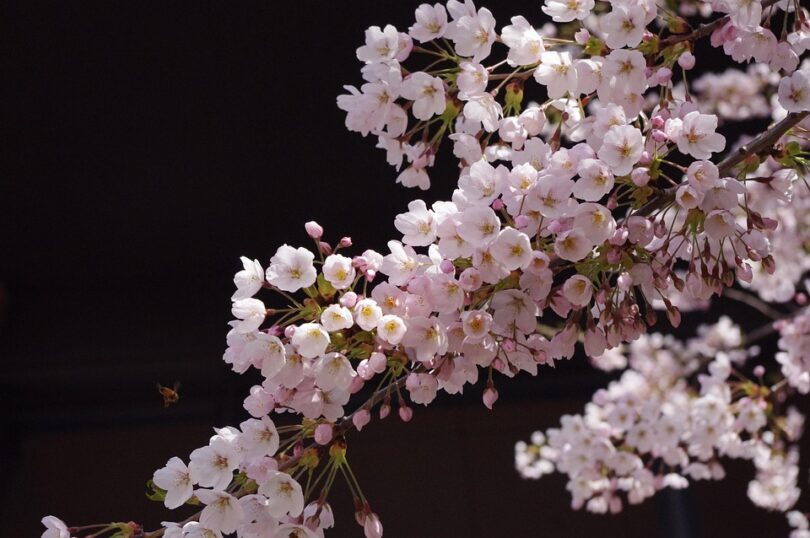japan cherry blossom season