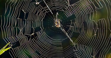 australia web development