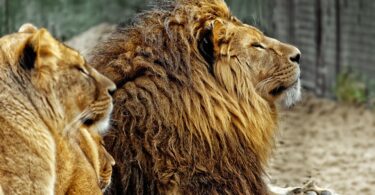 business in Netherlands